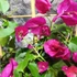 Kép 3/4 - Bougainvillea lila, jelenleg virág nélkül