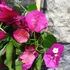 Kép 2/4 - Bougainvillea lila, jelenleg virág nélkül