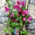 Kép 4/4 - Bougainvillea lila, jelenleg virág nélkül