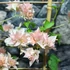 Kép 3/6 - Bougainvillea Aussi Gold, jelenleg virág nélkül