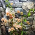 Kép 4/6 - Bougainvillea Aussi Gold, jelenleg virág nélkül