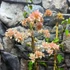 Kép 6/6 - Bougainvillea Aussi Gold, jelenleg virág nélkül