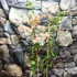 Kép 1/6 - Bougainvillea Aussi Gold, jelenleg virág nélkül