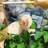 Kép 2/9 - Bougainvillea Bois De Rose, jelenleg virág nélkül