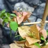 Kép 3/9 - Bougainvillea Bois De Rose, jelenleg virág nélkül