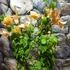 Kép 4/9 - Bougainvillea Bois De Rose, jelenleg virág nélkül