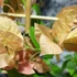 Kép 5/9 - Bougainvillea Bois De Rose, jelenleg virág nélkül