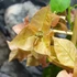 Kép 6/9 - Bougainvillea Bois De Rose, jelenleg virág nélkül