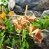 Kép 8/9 - Bougainvillea Bois De Rose, jelenleg virág nélkül