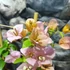 Kép 2/5 - Bougainvillea Rozenka, jelenleg virág nélkül