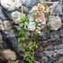 Kép 3/5 - Bougainvillea Rozenka, jelenleg virág nélkül