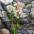 Kép 1/5 - Bougainvillea Rozenka, jelenleg virág nélkül