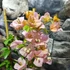 Kép 4/5 - Bougainvillea Rozenka, jelenleg virág nélkül