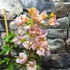 Kép 5/5 - Bougainvillea Rozenka, jelenleg virág nélkül
