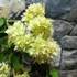 Kép 6/7 - Bougainvillea Cherry Blossom