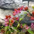 Kép 6/7 - Bougainvillea Chinese Sleeping Beauty, jelenleg virág nélkül