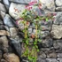 Kép 3/7 - Bougainvillea Chinese Sleeping Beauty, jelenleg virág nélkül