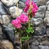 Kép 4/9 - Bougainvillea Mahara Red