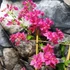 Kép 3/9 - Bougainvillea Mahara Red