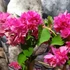 Kép 6/9 - Bougainvillea Mahara Red