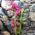 Kép 2/9 - Bougainvillea Mahara Red