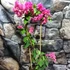 Kép 9/9 - Bougainvillea Mahara Red