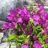 Kép 3/5 - Bougainvillea 'Alexandra' - murvafürt lila, kisfának nevelve