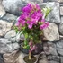 Kép 5/5 - Bougainvillea 'Alexandra' - murvafürt lila, kisfának nevelve