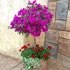 Kép 1/5 - Bougainvillea 'Alexandra' - murvafürt lila, kisfának nevelve