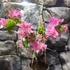 Kép 2/7 - Bougainvillea 'Los Banos Beauty' 