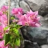 Kép 3/7 - Bougainvillea 'Los Banos Beauty' 