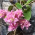 Kép 4/7 - Bougainvillea 'Los Banos Beauty' 