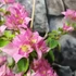 Kép 5/7 - Bougainvillea 'Los Banos Beauty' 