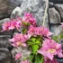 Kép 6/7 - Bougainvillea 'Los Banos Beauty' 