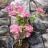 Kép 7/7 - Bougainvillea 'Los Banos Beauty' 