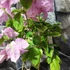 Kép 4/5 - Bougainvillea Újvári II.