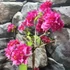 Kép 3/7 - Bougainvillea 'Mahara Red'