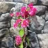 Kép 4/7 - Bougainvillea 'Mahara Red'