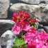 Kép 5/7 - Bougainvillea 'Mahara Red'