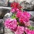 Kép 6/7 - Bougainvillea 'Mahara Red'