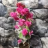 Kép 7/7 - Bougainvillea 'Mahara Red'