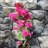 Kép 2/7 - Bougainvillea 'Mahara Red'