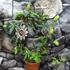 Kép 7/7 - Passiflora caerulea / kék golgotavirág