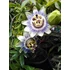 Kép 3/7 - Passiflora caerulea / kék golgotavirág
