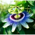 Kép 1/7 - Passiflora caerulea / kék golgotavirág