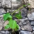 Kép 2/8 - Passiflora quadrangularis - Óriás golgotavirág
