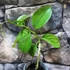 Kép 3/8 - Passiflora quadrangularis - Óriás golgotavirág