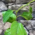 Kép 4/8 - Passiflora quadrangularis - Óriás golgotavirág