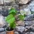 Kép 5/8 - Passiflora quadrangularis - Óriás golgotavirág