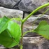 Kép 6/8 - Passiflora quadrangularis - Óriás golgotavirág